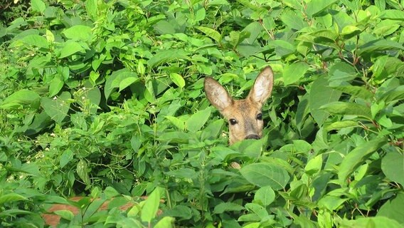 Reh versteckt sich in hohem Gebüsch © NDR Foto: Manfred Bergholz aus Waren-Müritz