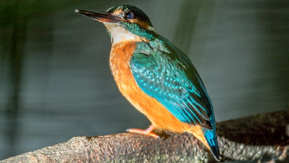 Ein Eisvogel auf einem Ast © NDR Foto: Detlef Meier aus Ducherow