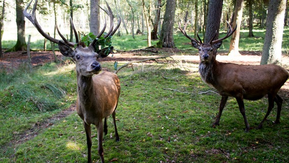 Zwei Hirsche in einem Wildpark © NDR Foto: Klaus Talke aus Rostock