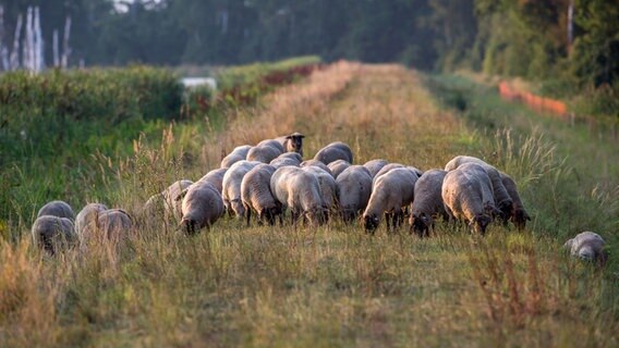 Schafe auf einem Deich © NDR Foto: Detlef Meier aus Ducherow