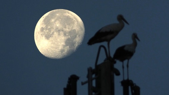 Vollmond scheint hinter zwei Störchen, die auf einem Schornstein stehen. © NDR Foto: Gerhard Frenz aus Rosenow