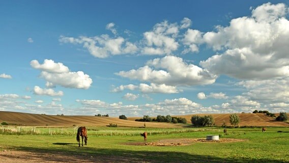 Pferde stehen auf einer Weide bei Sonnenschein © NDR Foto: Norbert Brandt aus Neubrandenburg