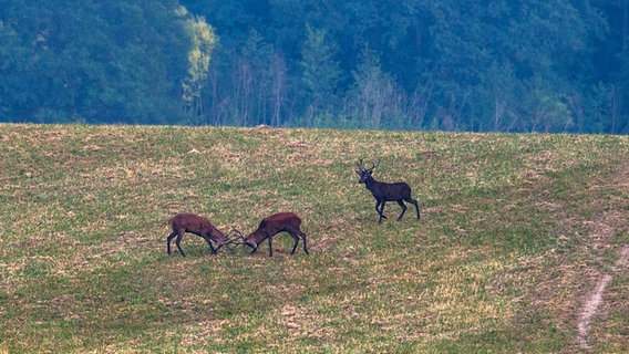 Hirsche stoßen mit ihren Geweihen zusammen. © NDR Foto: Detlef Meier aus Ducherow