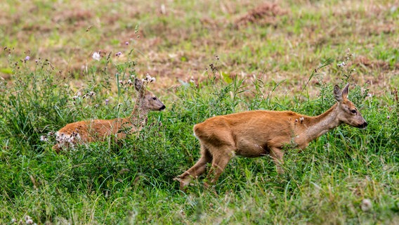 Ricke mit ihrem Kitz im Gras © NDR Foto: Detlef Meier aus Ducherow