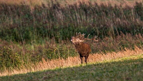 Hirsch röhrt auf einem Feld © NDR Foto: Detlef Meier aus Ducherow