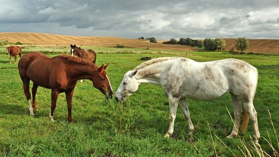 Zwei Pferde halten ihre Mäuler zusammen © NDR Foto: Norbert Brandt aus Neubrandenburg