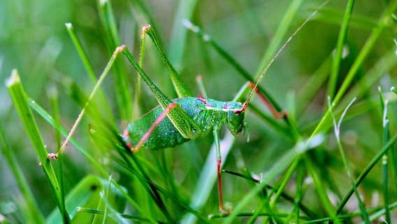 Grashüpfer sitzt zwischen Grashalmen © NDR Foto: Eckhard Wolfgramm aus Salow