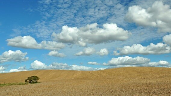 Landschaft mit abgeerntetem Feld und Schäfchenwolken © NDR Foto: Norbert Brandt aus Neubrandenburg