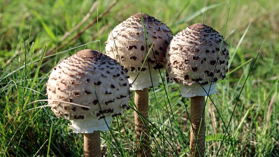 Pilze auf einer Wiese © NDR Foto: Peter Ernst aus Waren