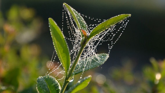 Ein taubedecktes Spinnennetz © NDR Foto: Wolfgang Dee aus Neubrandenburg