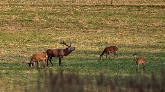 Hirsch und Rehe auf einer Wiese © NDR Foto: Detlef Meier aus Ducherow