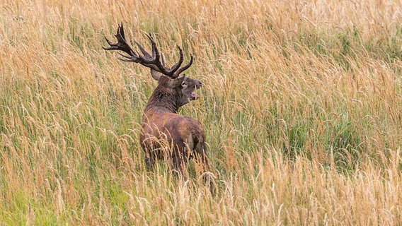 Röhrender Hirsch zwischen Gräsern © NDR Foto: Detlef Meier aus Ducherow