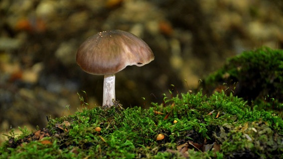 Pilz im Wald © NDR Foto: Loreen Ruckick aus Deven
