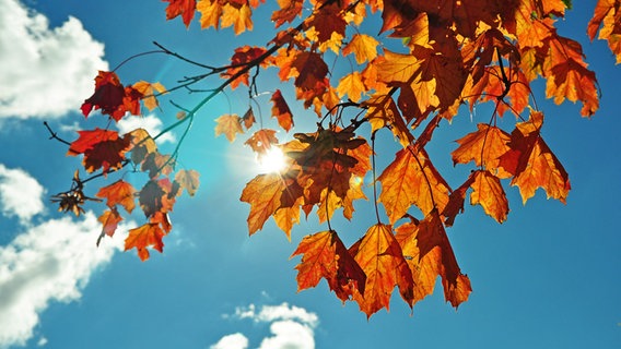 Die Sonne scheint durch die bunten Blätter an einem Baum. © NDR Foto: Norbert Brandt aus Neubrandenburg