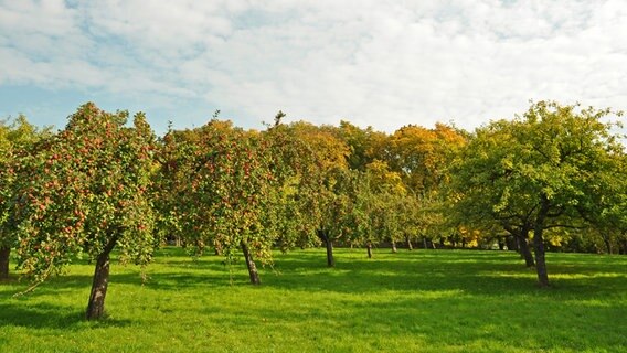 Viele Äpfel hängen an Apfelbäumen. © NDR Foto: Norbert Brandt aus Neubrandenburg