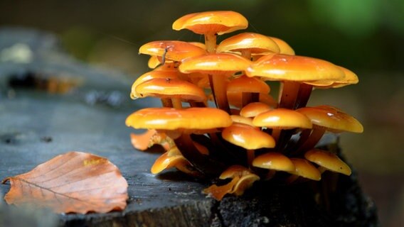 Pilze an einem Baumstumpf © NDR Foto: Anja Schmechtig aus Güstrow