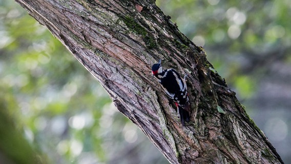 Buntspecht am Baum © NDR Foto: Detlef Meier aus Ducherow