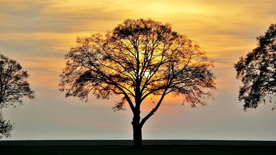 Sonne geht hinter Bäumen einer Allee unter. © NDR Foto: Eckhard Wolfgramm aus Salow