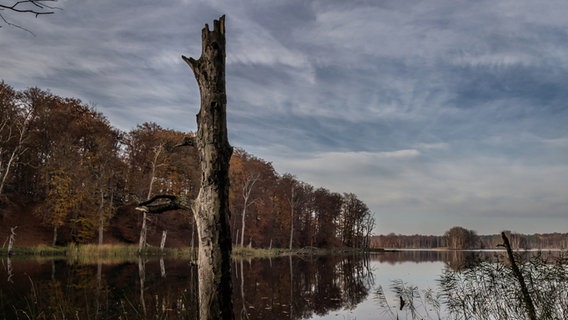 See in einem Buchenwald © NDR Foto: Wilfried Baganz aus Neustrelitz