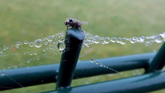 Fliege auf einem Gerüst mit Morgentau © NDR Foto: Gerhard Frenz aus Rosenow