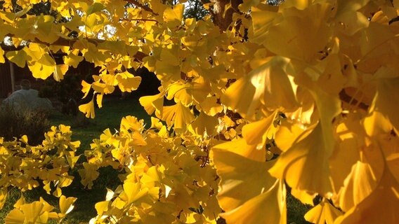Goldene Ginkoblätter im Herbst © NDR Foto: Regina Kascheike aus Rambow