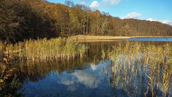 Blick auf den See "Breiter Luzin" © NDR Foto: Jens Böckmann aus Feldberg