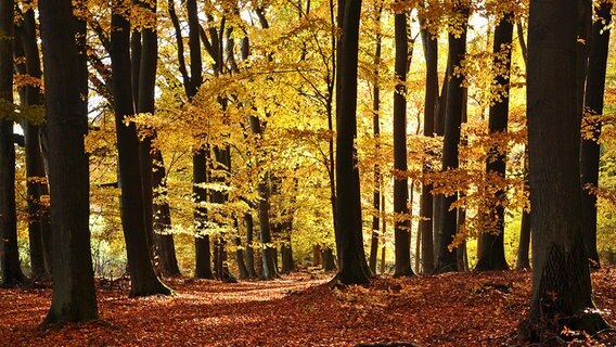 herbstlich gefärbtes Laub an den Bäumen im Naturschutzgebiet Hinrichshagen bei Woldegk © NDR Foto: Norbert Brandt aus Neubrandenburg