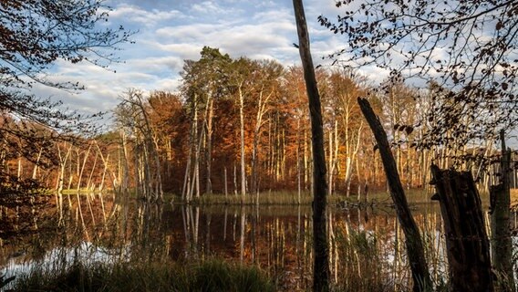 Herbstlicher Wald © NDR Foto: Wilfried Baganz aus Neustrelitz