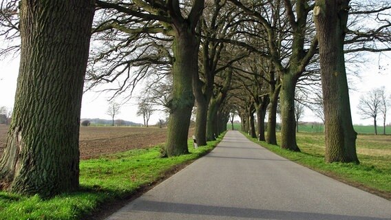 Eine Straße führt durch eine Allee. © NDR Foto: Erhard Prillwitz aus Möllenhagen