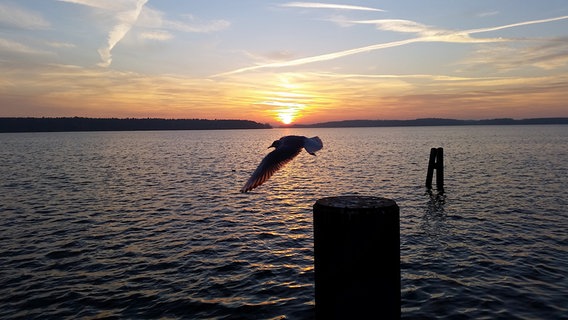 Eine Möwe fliegt über die Müritz während die Sonne untergeht. © NDR Foto: Gerd Rolandt aus Neubrandenburg