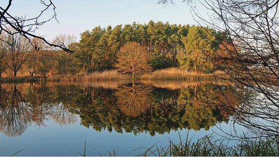 Eine Waldgruppe spiegelt sich im See. © NDR Foto: Peter Ernst aus Waren