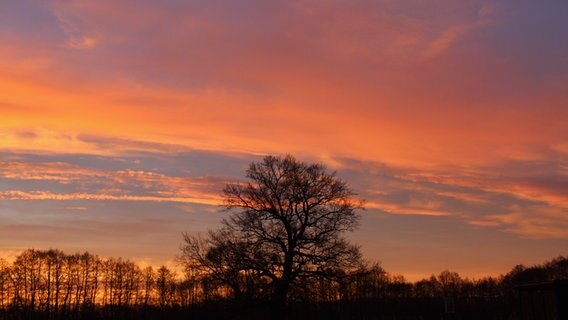 Mächtiger blätterloser Baum vor Sonnenaufgang © NDR Foto: Karin Mußfeldt aus Dobbertin