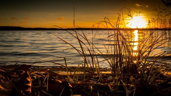 Die Sonne geht hinter den Ufergräsern eines Sees unter. © NDR Foto: Ingo Hecht aus Kratzeburg