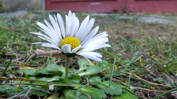 Ein Gänseblümchen im Gras. © NDR Foto: Gerhard Frenz aus Rosenow