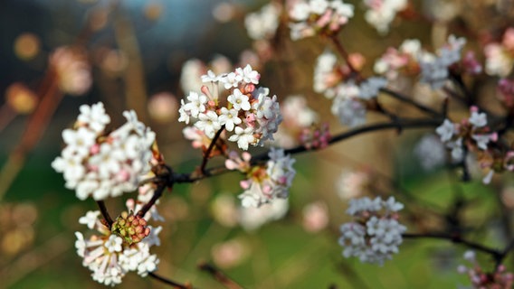 Ein blühender Baumzweig. © NDR Foto: Norbert Brandt aus Neubrandenburg