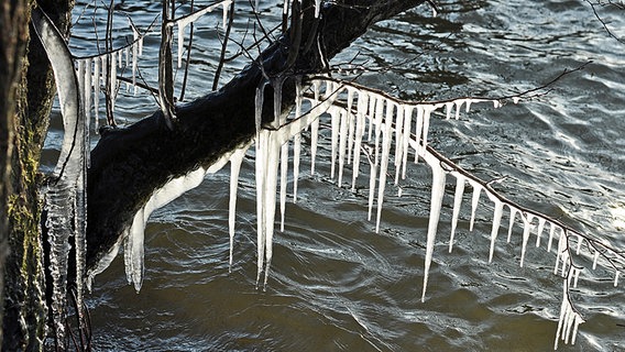 Eiszapfen an einem Baum über dem Wasser © NDR Foto: Norbert Brandt aus Neubrandenburg