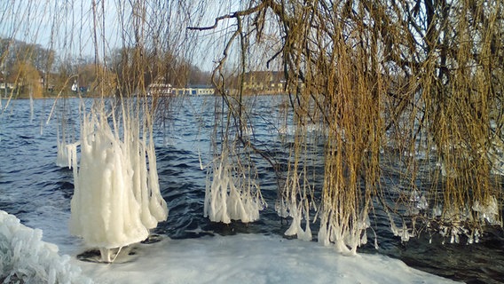 Die im Wasser hängenden Äste einer Trauerweide sind eingefroren. © NDR Foto: Marion Appel aus Röbel