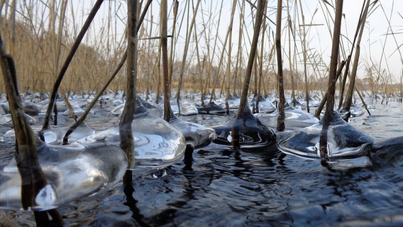 Abgebrochenes Schilfrohr ragt aus dem eingefrorenen See © NDR Foto: Marion Appel aus Röbel