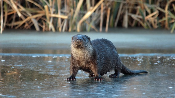 Ein Fischerotter steht auf dem Eis. © NDR Foto:  Karl-Heinz Fritschek aus Neubrandenburg