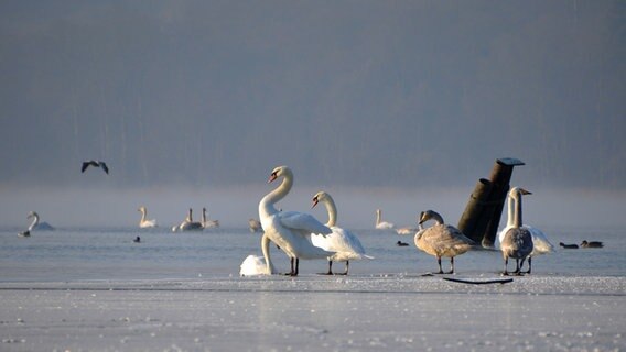 Eine Gruppe Schwäne steht auf einem zugefrorenen See. © NDR Foto: Wolfgang Dee aus Neubrandenburg