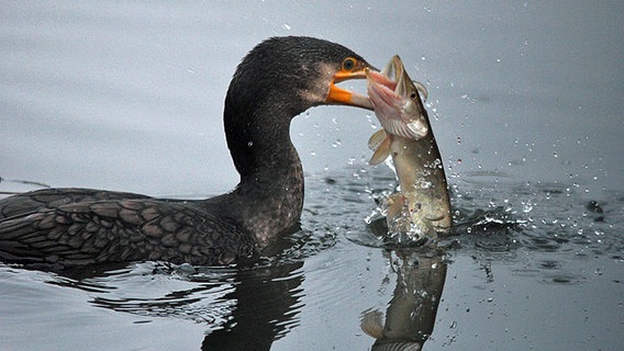 Ein Kormoran fängt einen Fisch. © NDR Foto: Karl-Heinz Fritschek aus Neubrandenburg