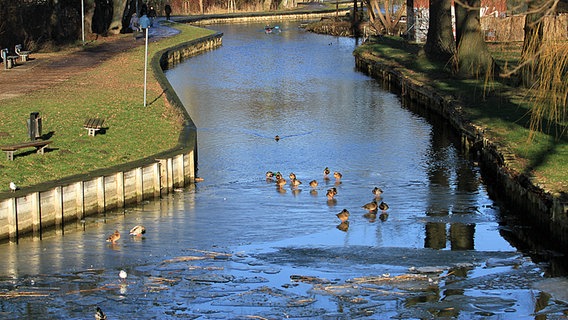 Enten schwimmen auf dem teilweise gefrorenen Oberbach. © NDR Foto: Maren Schibor aus Neubrandenburg