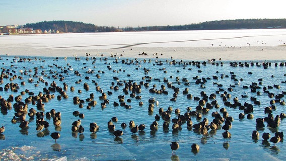 Dutzende Wasservögel versammeln sich an offener Wasserstelle. © NDR Foto: Manfren Bergholz aus Waren-Müritz
