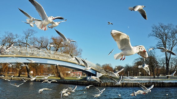 Möwen in der Luft, bei der Fütterung. © NDR Foto: Norbert Brandt aus Neubrandenburg