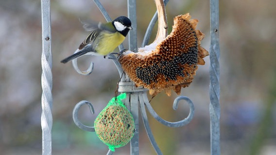 Eine Kohlmeise vor einer getrockneten Sonnenblume, an Balkonbrüstung. © NDR Foto: Karsten Hillmann aus Neubrandenburg