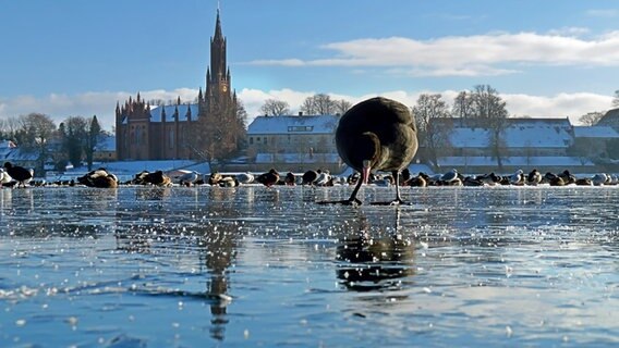 Wasservögel auf spiegelglatter Eisfläche mit einer Kirche im Hintergrund © NDR Foto: Kristina Schmaglowski aus Malchow