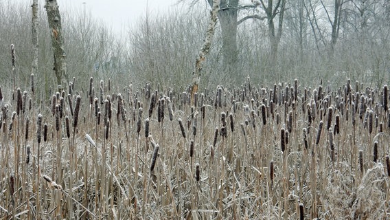 Leicht eingeschneite Rohrkolben. © NDR Foto: Chris Thät aus Neubrandenburg