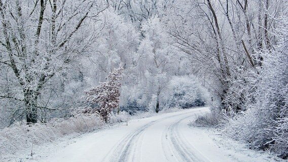 Eine verschneite und vereiste Winterlandschaft erstreckt sich beidseitig von einer Landstraße. © NDR Foto: Eckhard Wolfgramm aus Salow