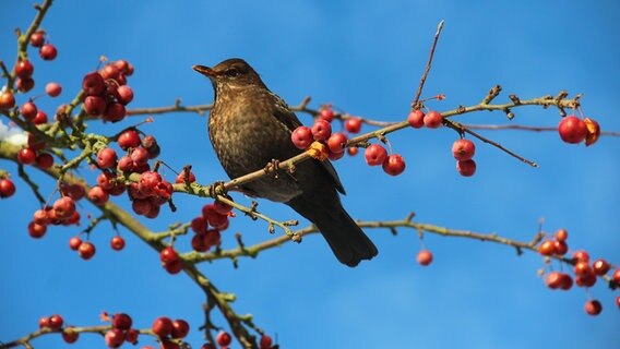 Ein Amselweibchen sitzt in einem blattlosen Baum mit roten Beeren. © NDR Foto: Karin Mußfeldt aus Dobbertin