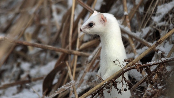 Ein weißes Hermelin im Winterpelz richtet sich im vertrockneten Geäst auf. © NDR Foto: Karl-Heinz Fritschek aus Neubrandenburg